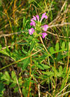 Image of Red hemp nettle