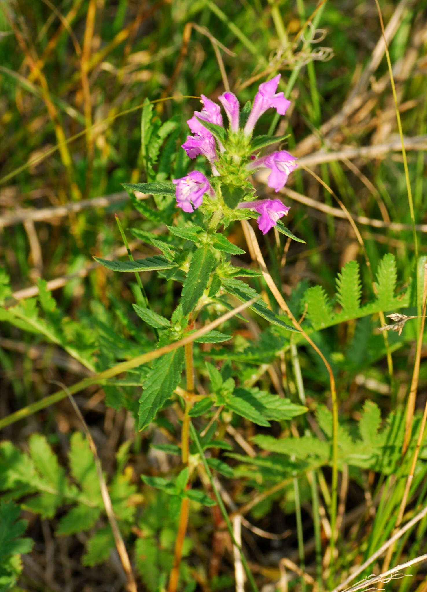 Image of Red hemp nettle