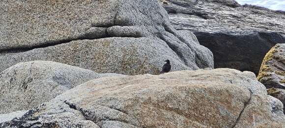 Image of Chilean Seaside Cinclodes