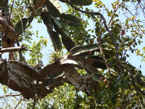 Dendrocereus resmi