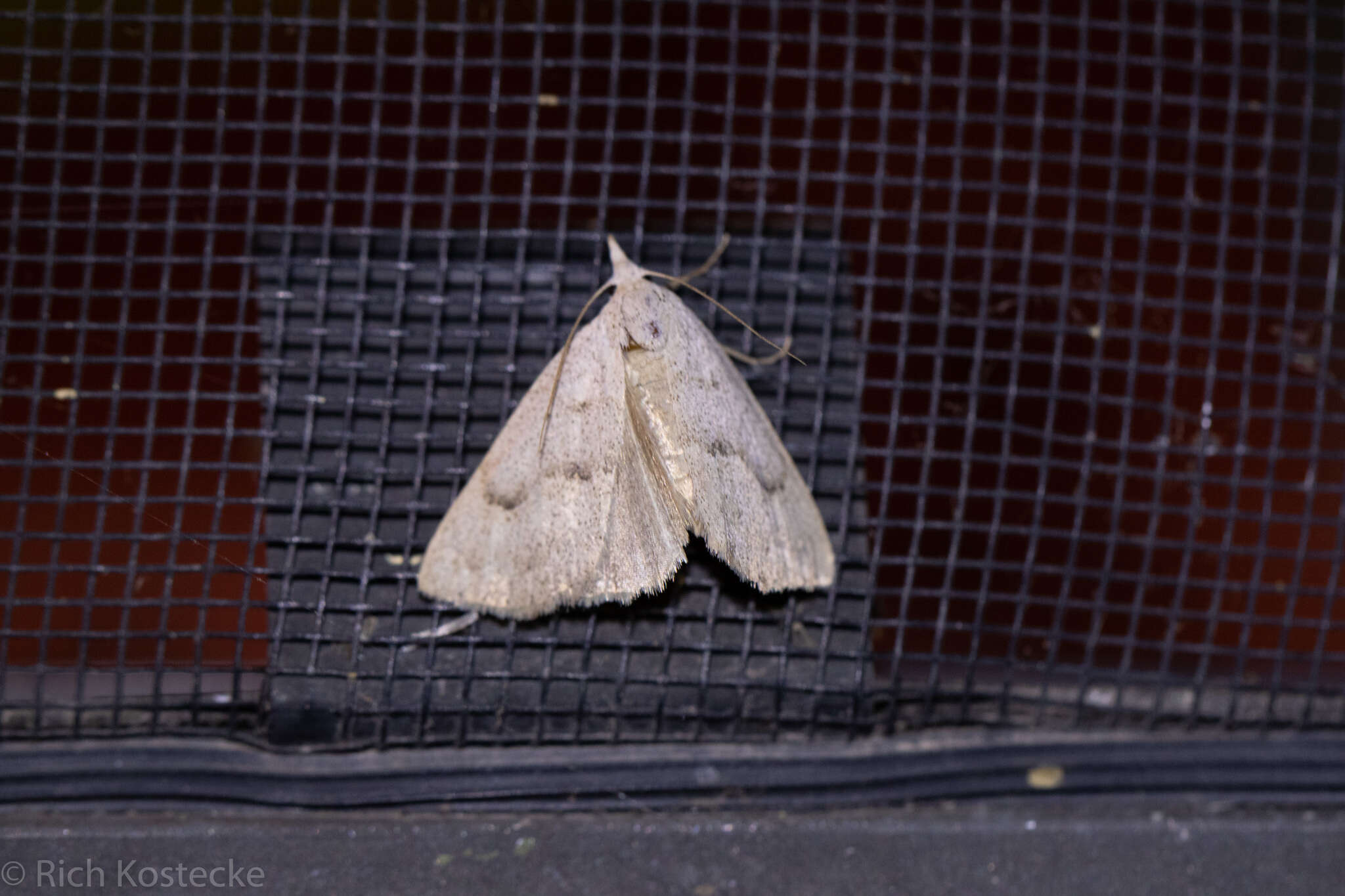 Image of Pseudorgyia versuta Harvey 1875