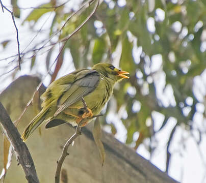 Image of Bell Miner