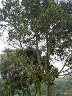 Image of jackfruit