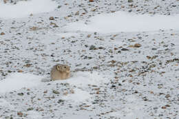 Image of Pallas’s Pika