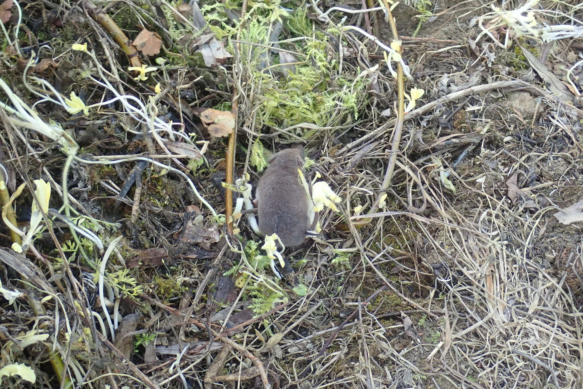 Image of greater white-toothed shrew, house shrew