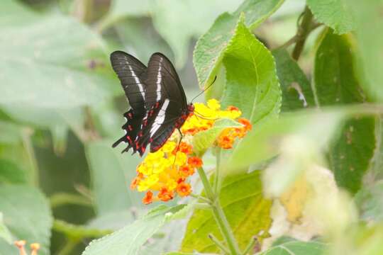 Image de <i>Parides <i>bunichus</i></i> bunichus