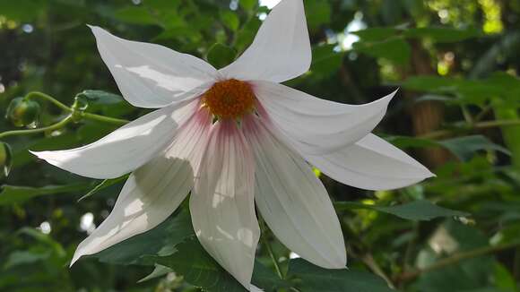 Image of Dahlia campanulata Saar, P. D. Sørensen & Hjert.