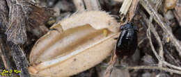 Image of <i>Geocoris pallidipennis</i>