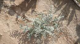 صورة Astragalus aridus A. Gray