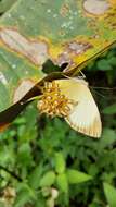 Image of Helicopis cupido Linnaeus 1758