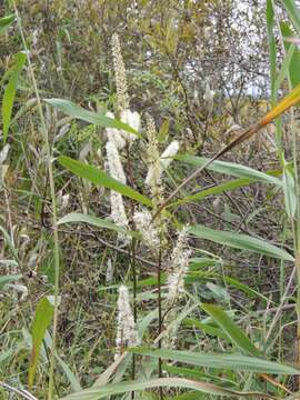 Plancia ëd Actaea simplex (DC.) Wormsk. ex Fisch. & Mey.