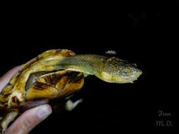 Image of Vanderhaege’s Toadhead Turtle