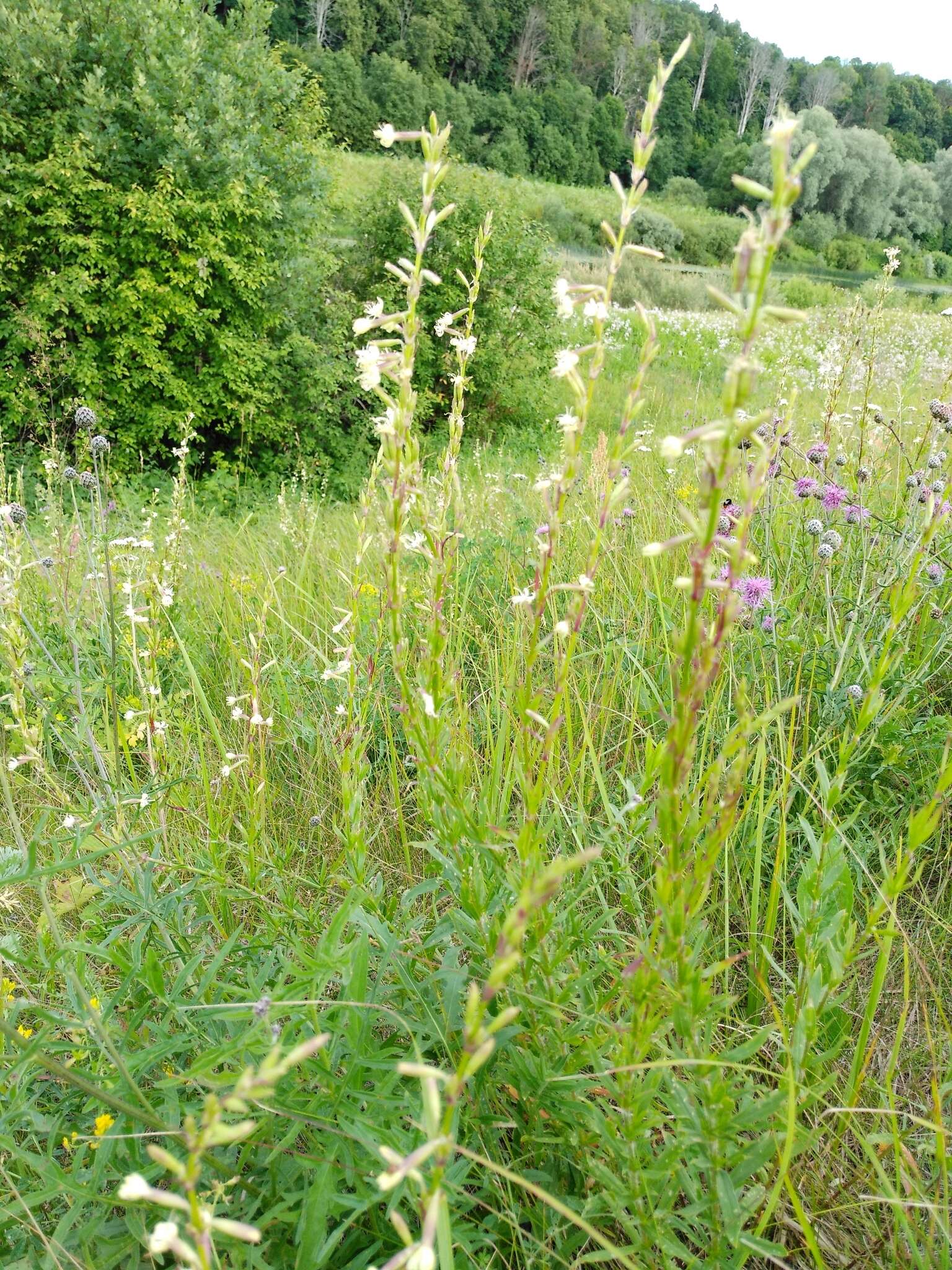 Image of Silene tatarica (L.) Pers.