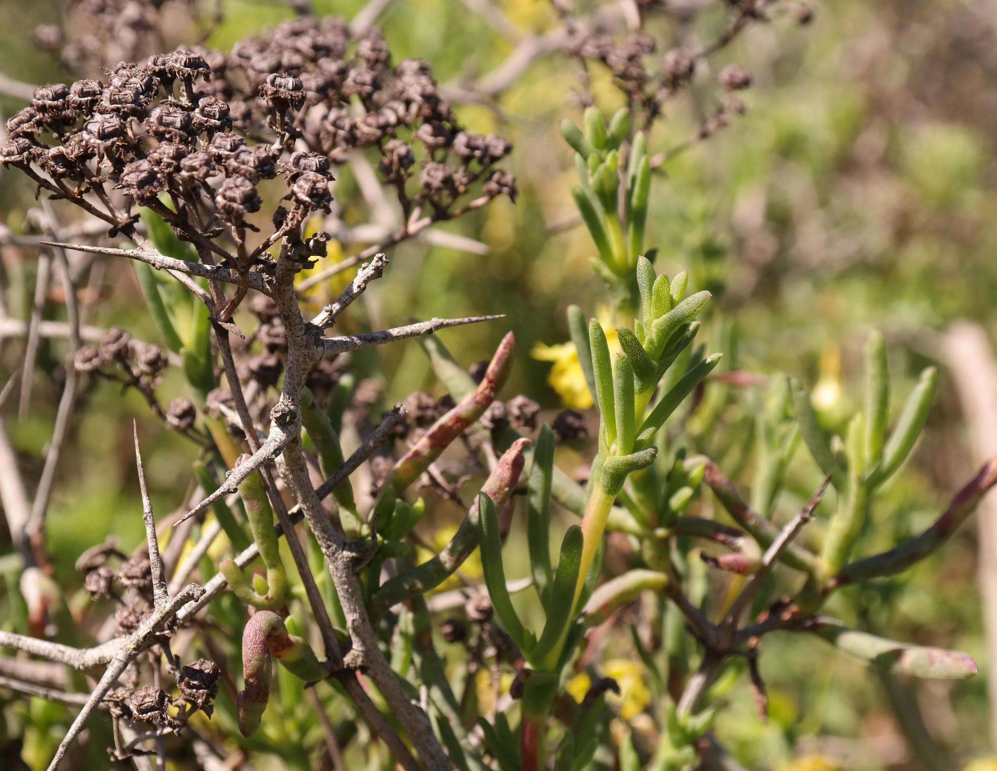 Image of Ruschia umbellata (L.) Schwant.