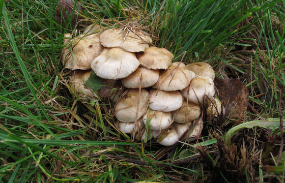 Image of Pholiota gummosa (Lasch) Singer 1951