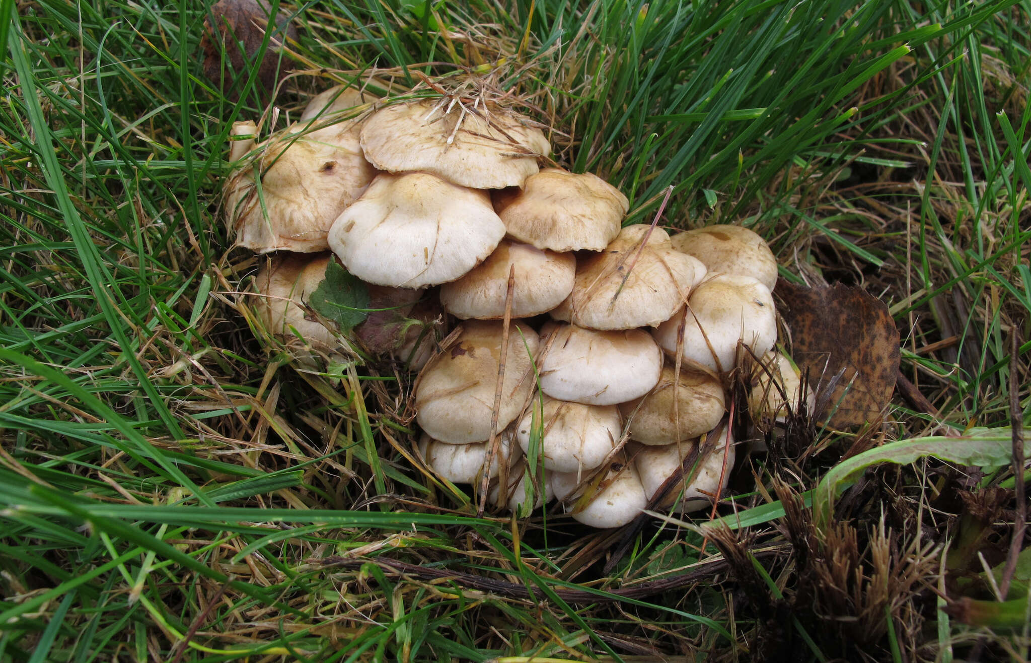 Image of Pholiota gummosa (Lasch) Singer 1951