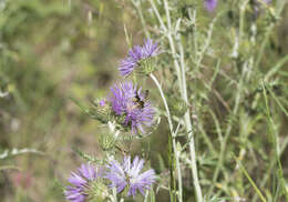 Image of Rhodanthidium septemdentatum (Latreille 1809)