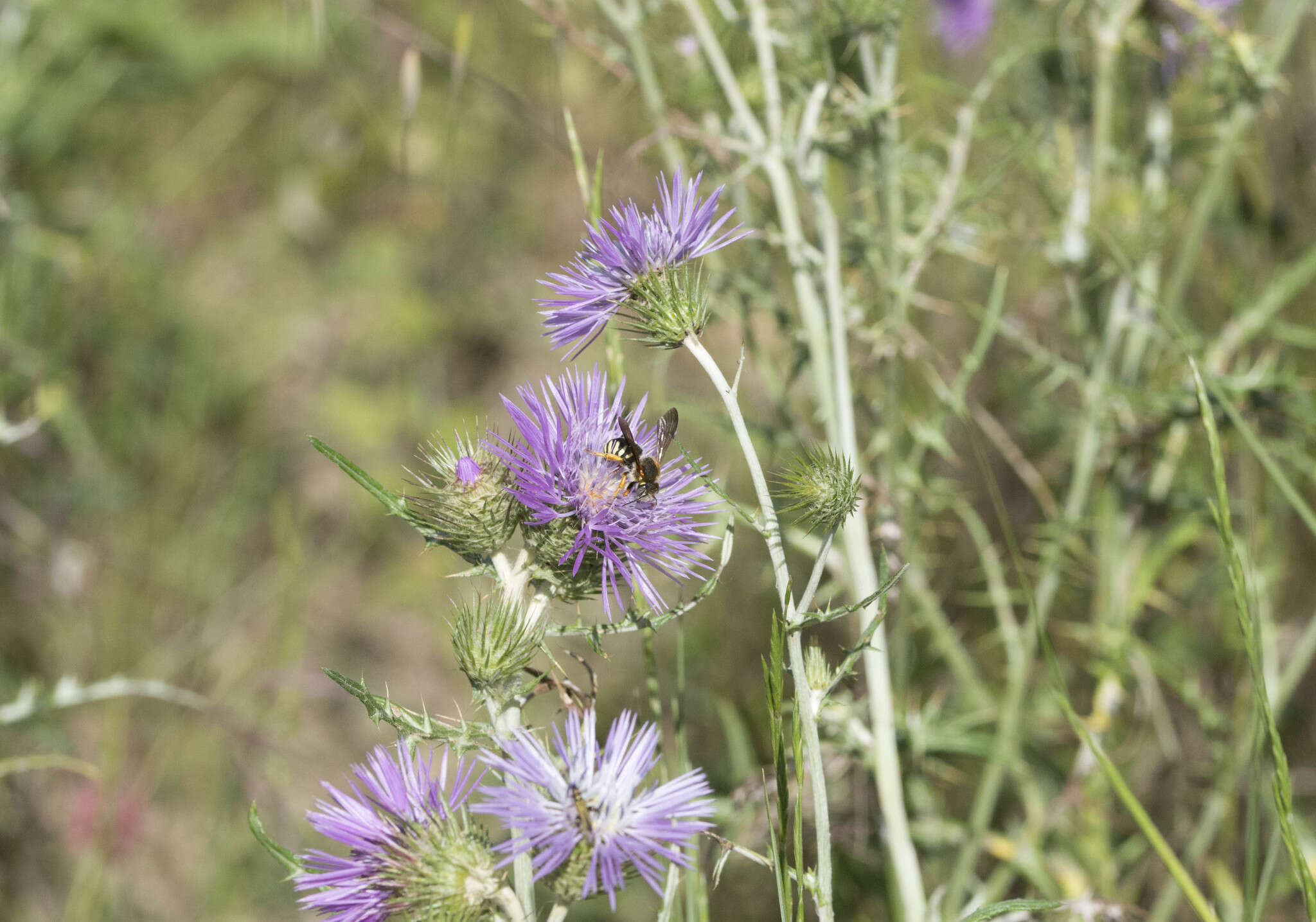 Rhodanthidium septemdentatum (Latreille 1809) resmi