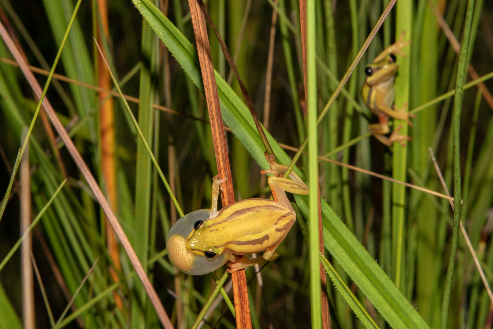Image of Five-striped Reed Frog