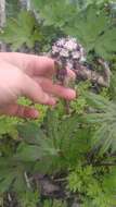 Image of arctic sweet coltsfoot