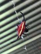 Image of Devil's crab orbweaver