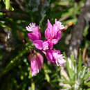 Image of Polygala nicaeensis subsp. corsica (Bor.) Graebner fil.