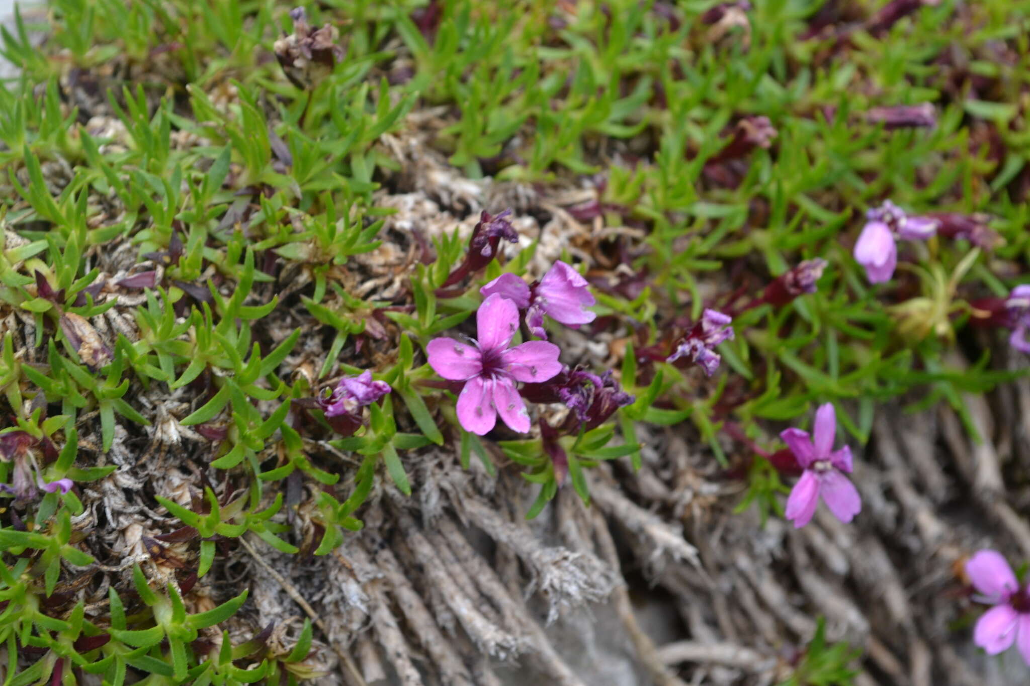 Image of moss campion