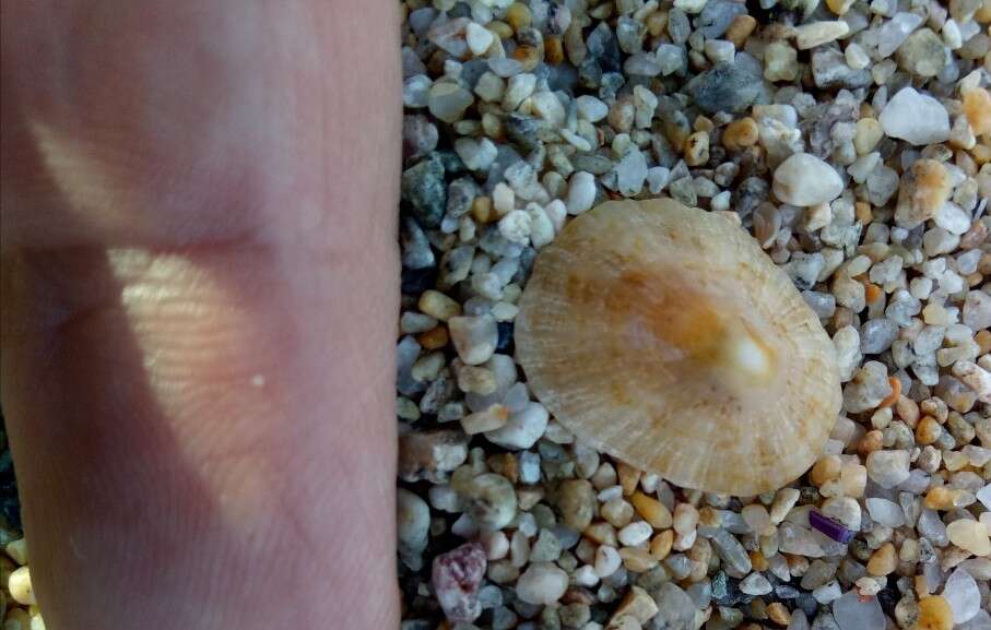 Image of Mediterranean limpet