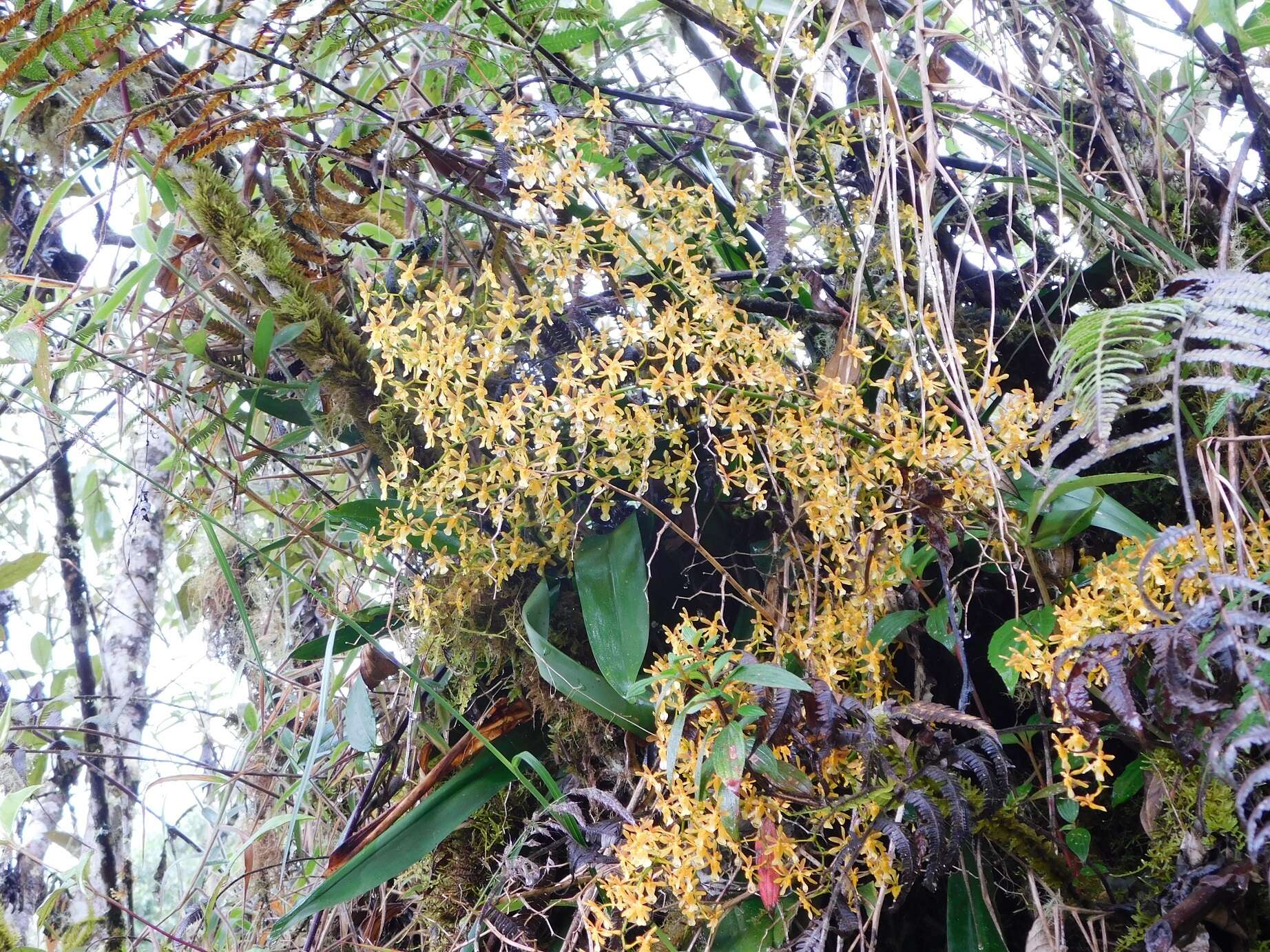 Oncidium chrysomorphum Lindl.的圖片