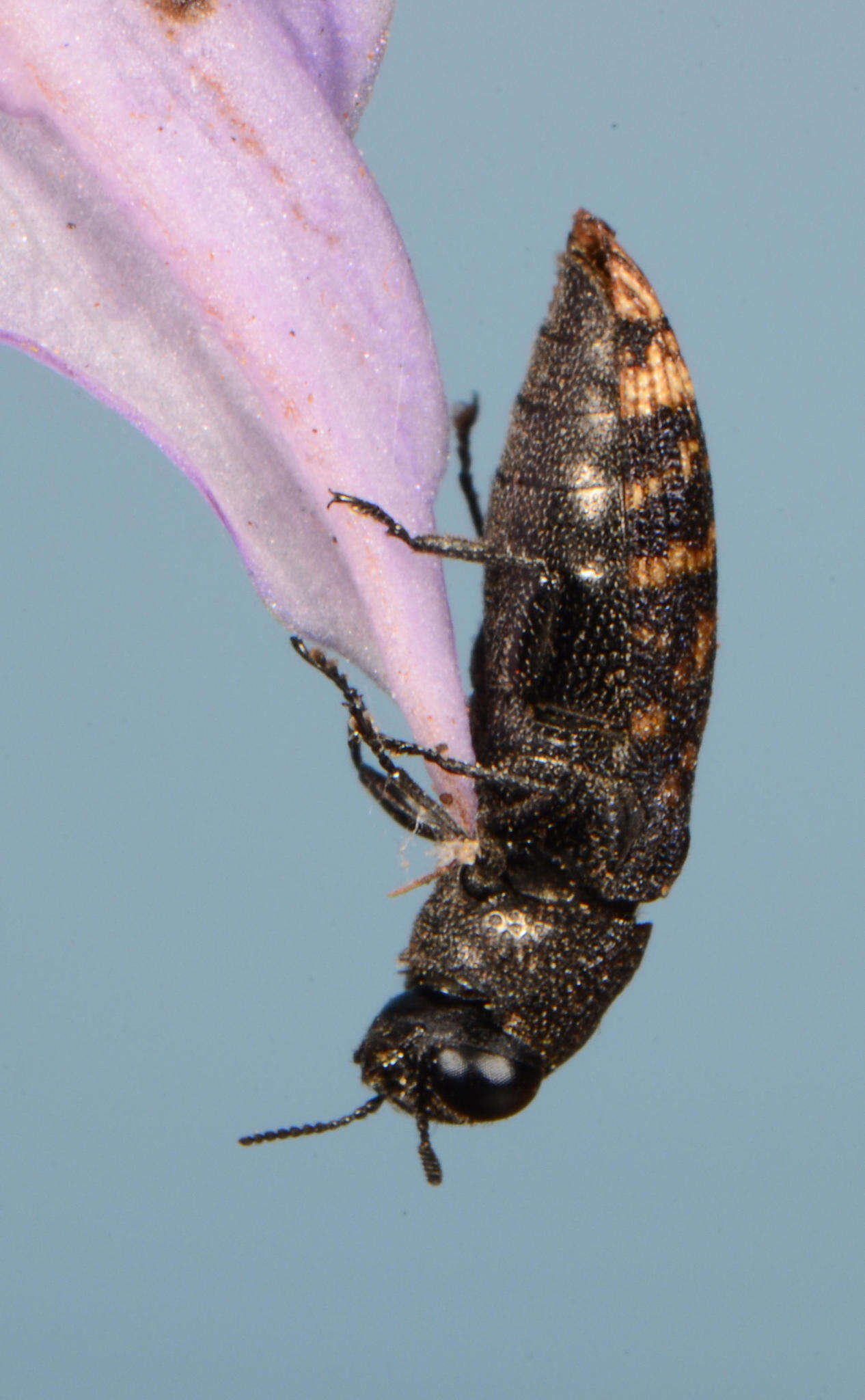 Image of Acmaeodera ruficaudis (De Geer 1778)