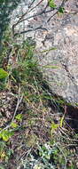 Image of Moraea inconspicua subsp. inconspicua