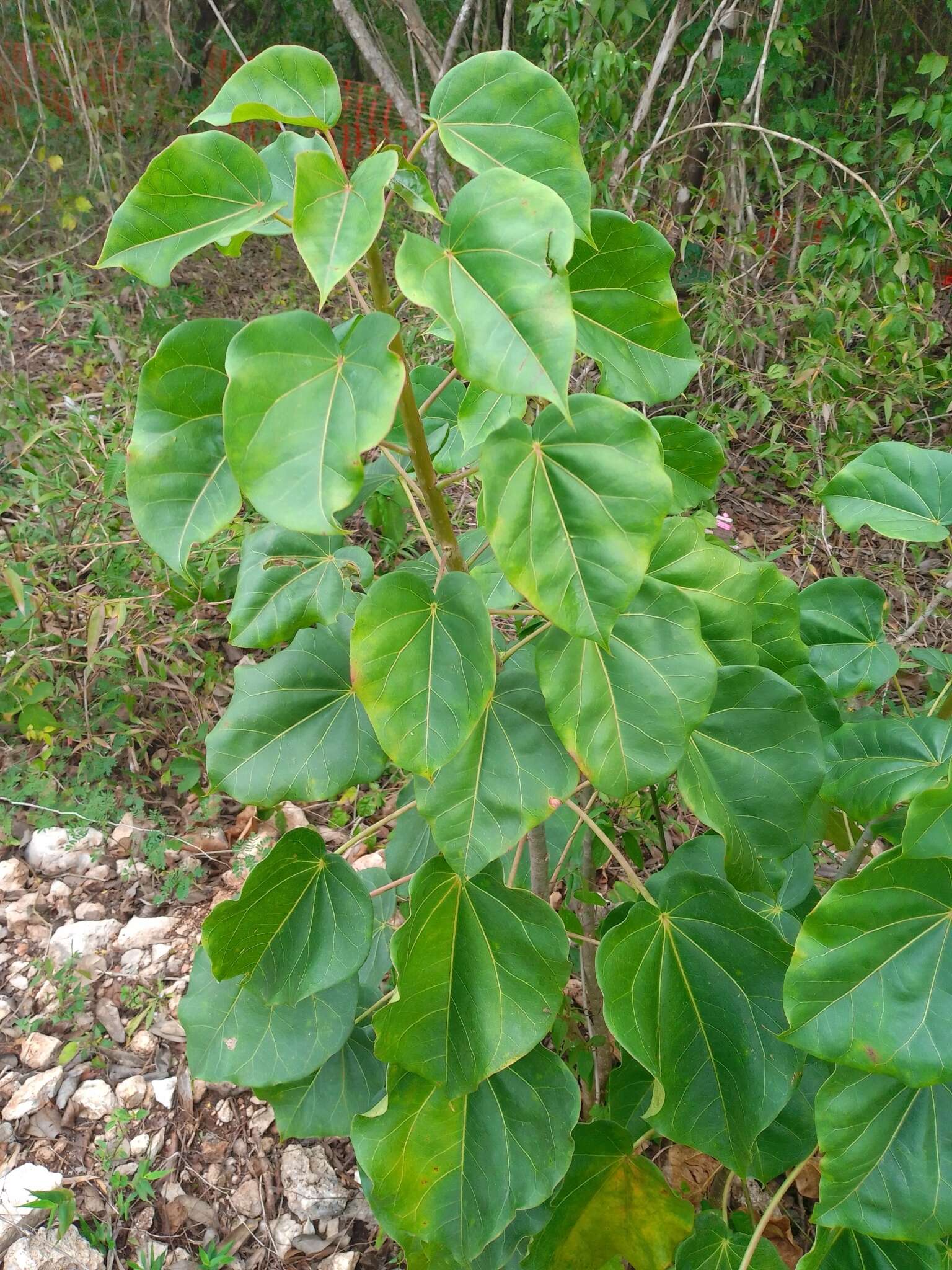 Image of Jatropha gaumeri Greenm.