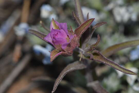 Imagem de Orthocarpus cuspidatus subsp. copelandii (Eastw.) T. I. Chuang & L. R. Heckard