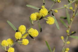 Image of Mallee Wattle