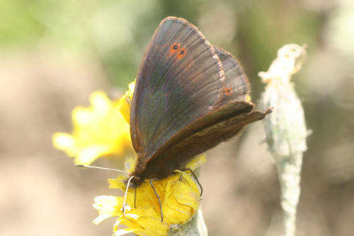 Sivun <i>Erebia pronoe vergy</i> kuva