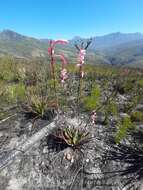 Слика од Watsonia fourcadei J. W. Mathews & L. Bolus