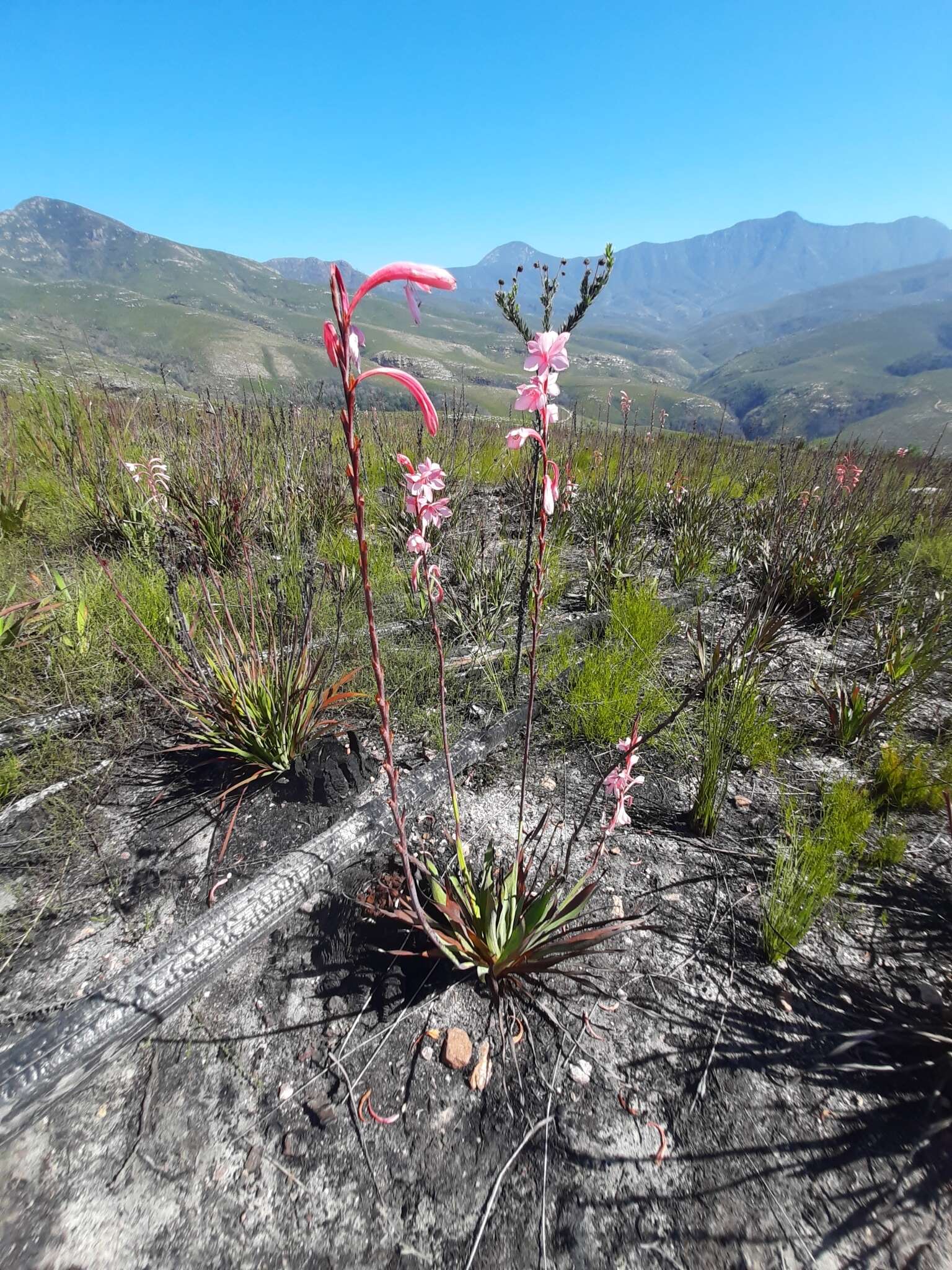 Image of Watsonia fourcadei J. W. Mathews & L. Bolus