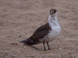 Image of Arctic Skua