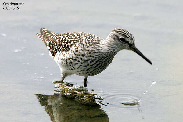 Image of Wood Sandpiper