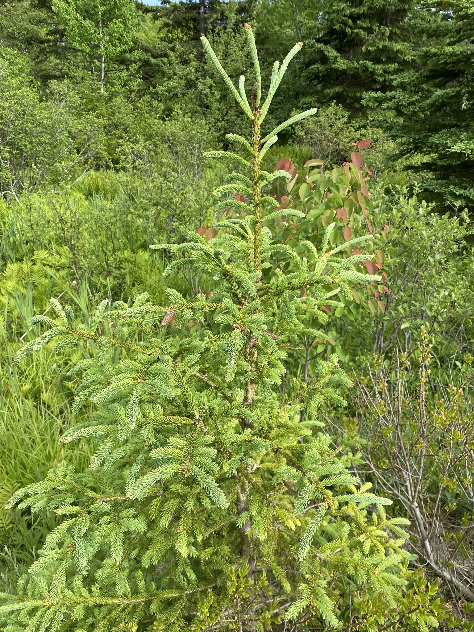 Image of Picea glauca var. glauca