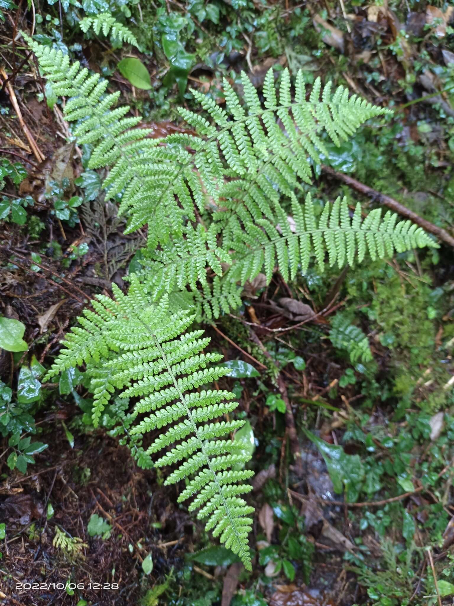 Sivun Dryopteris kawakamii Hayata kuva