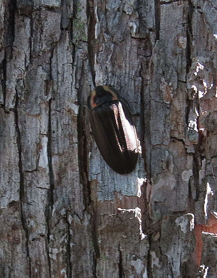 Image of Winter Firefly