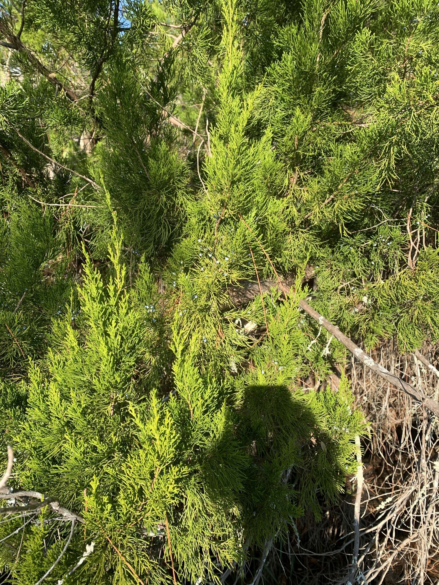 Слика од Juniperus virginiana var. silicicola (Small) E. Murray