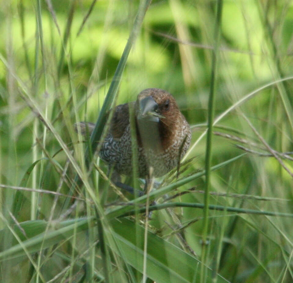 Image of Nutmeg Mannikin