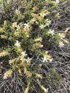 Image of whiteflower goldenbush