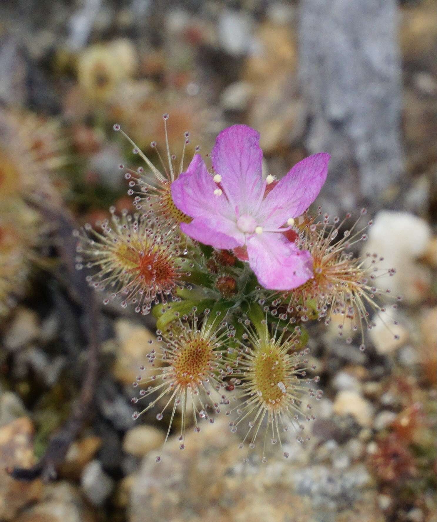 Image of Drosera lasiantha Lowrie & Carlquist