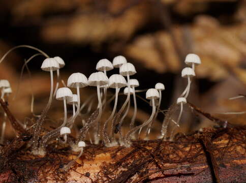 Image of Mycena albidocapillaris Grgur. & T. W. May 1997