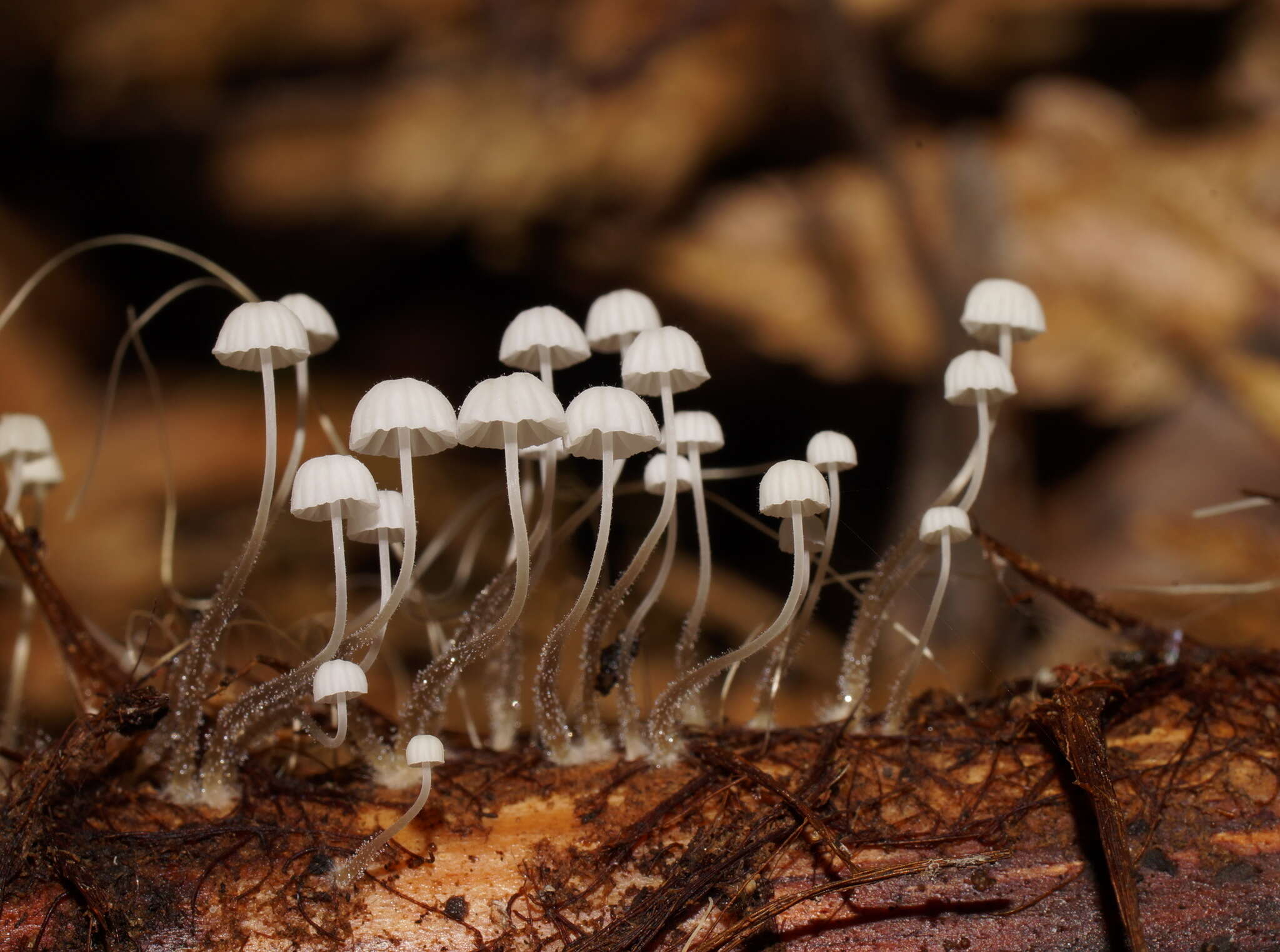 Sivun Mycena albidocapillaris Grgur. & T. W. May 1997 kuva