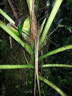 Image of Anthurium caperatum Croat & R. A. Baker