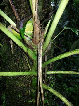 Anthurium caperatum Croat & R. A. Baker resmi